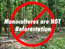 Monocultures are NOT reforestation