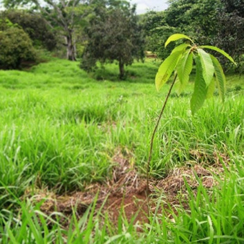 Tropical Trees as Climate Change Solutions