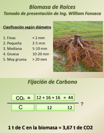 Biomasa Raices