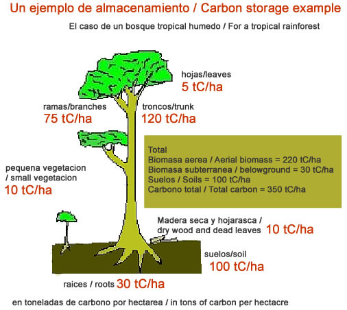 Carbon Storage