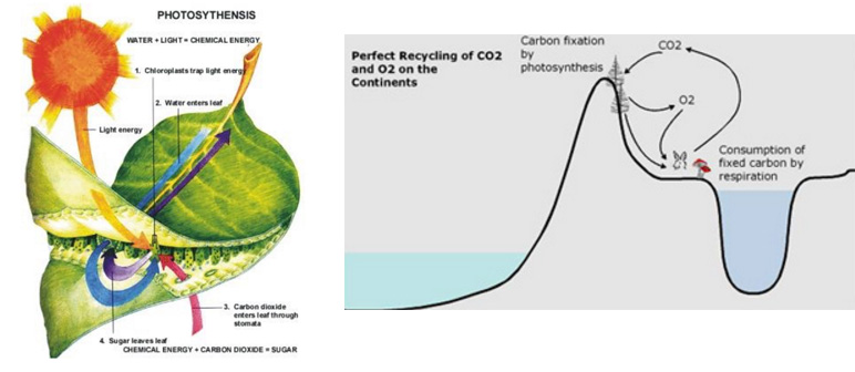 Importance of Rainforests