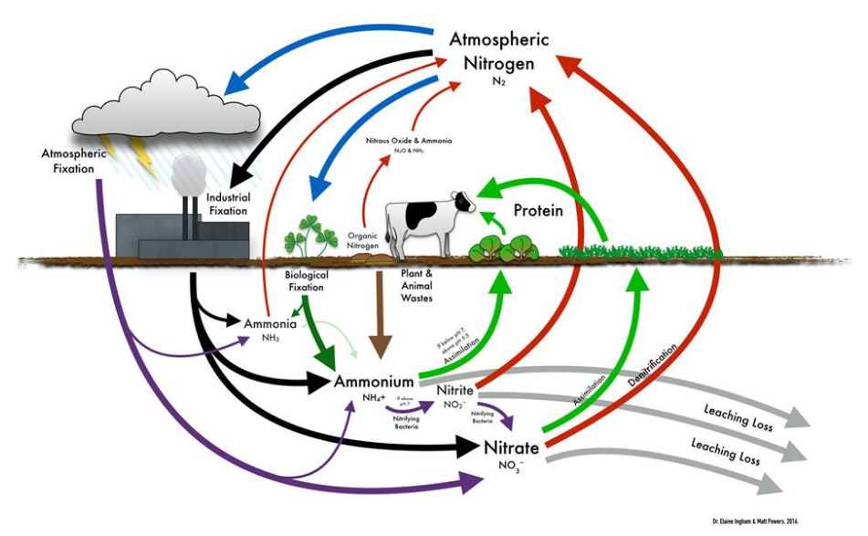 Nitrogen Cycle