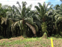 Tropical trees solution for climate change