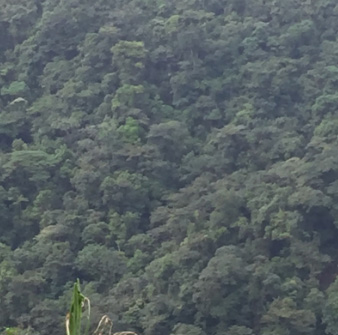 Rainforest Trees