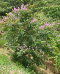 Lagerstroemia Speciosa (L. Flos-reginae)