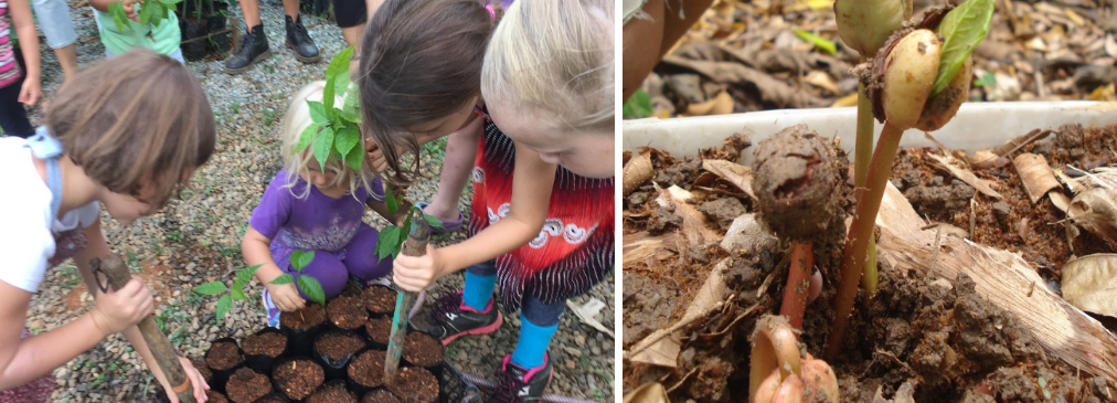 Community Tree Nurseries